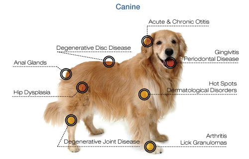 Healing Arts What Is Laser Therapy For Animals 